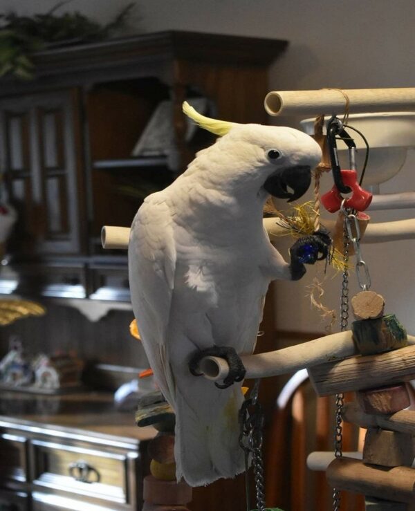 Sulphur Crested Cockatoo Parrot