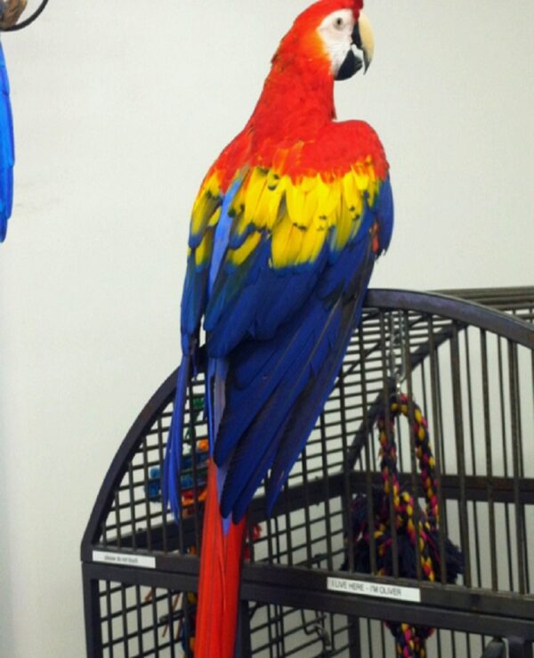 Scarlet Macaw Parrot
