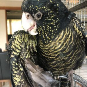 red tailed black cockatoo
