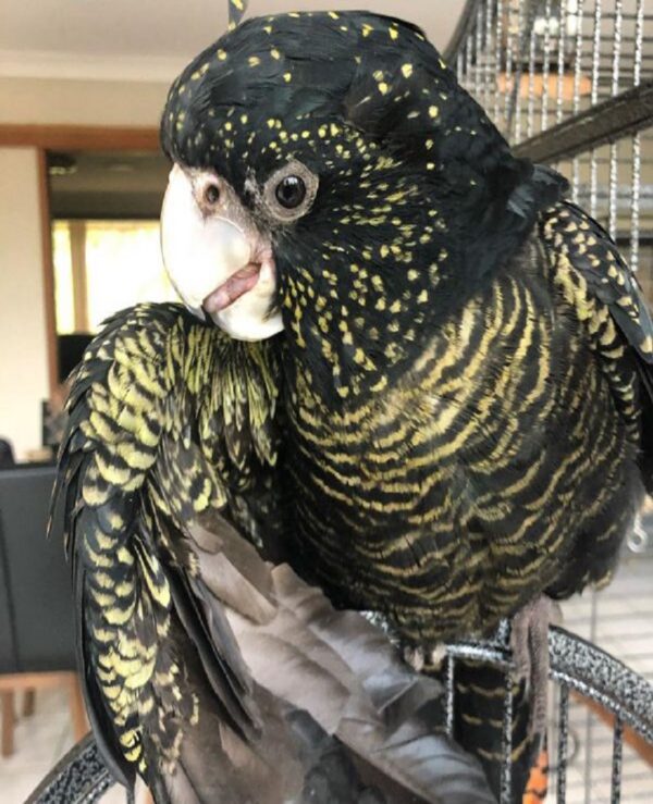 red tailed black cockatoo