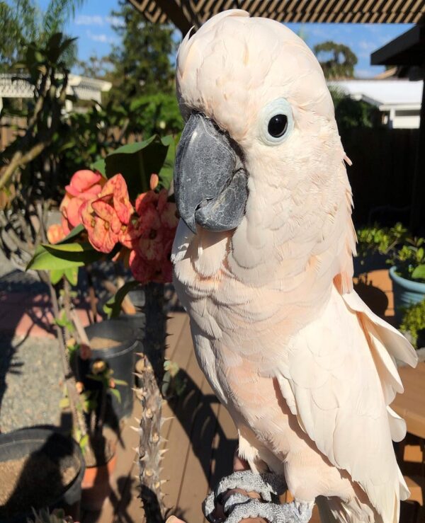 Salmon-crested Cockatoo