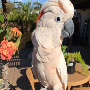 Salmon-crested Cockatoo