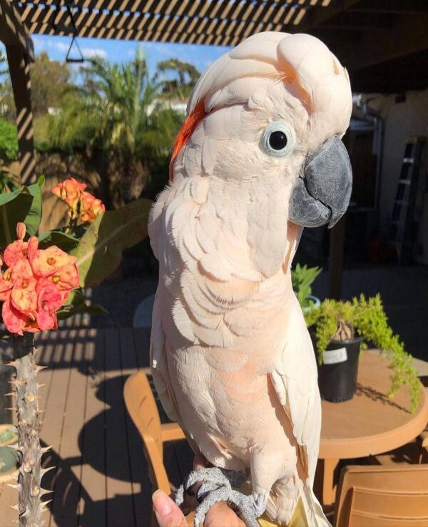Salmon-crested Cockatoo