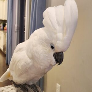 Umbrella Cockatoo parrot for sale