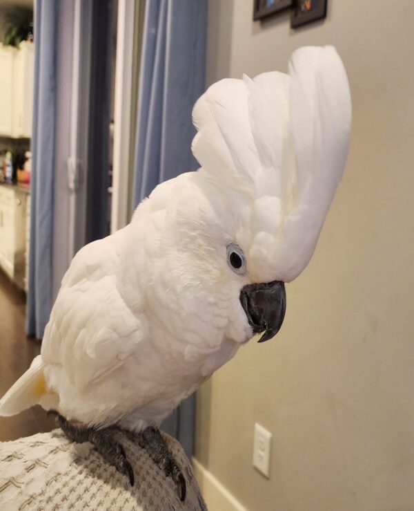 Umbrella Cockatoo parrot for sale