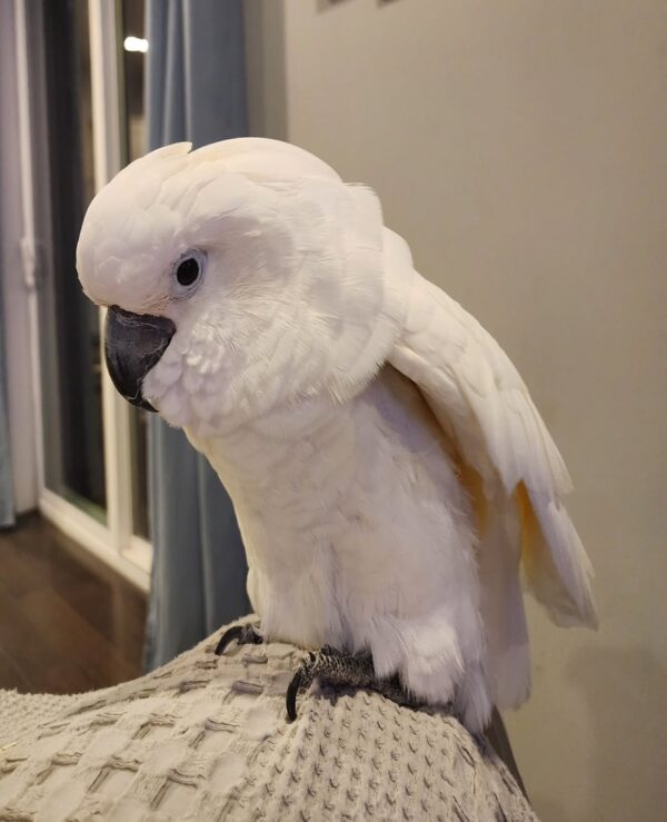 Umbrella Cockatoo parrot for sale