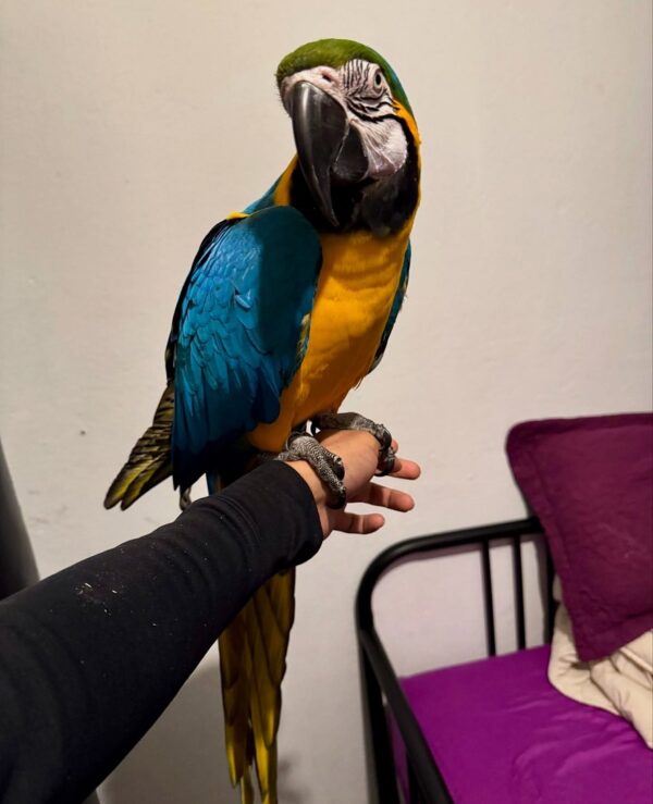 Macaw Parrot Blue and Gold