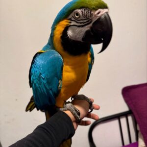 Macaw Parrot Blue and Gold