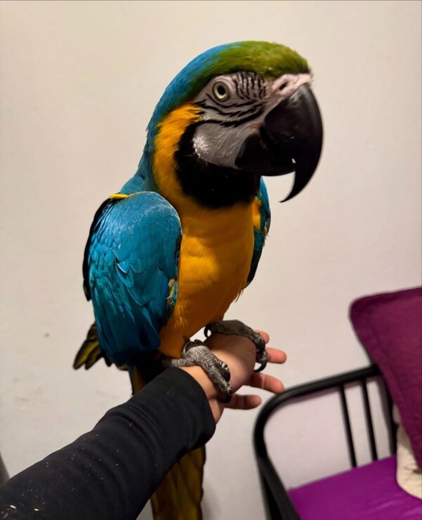 Macaw Parrot Blue and Gold