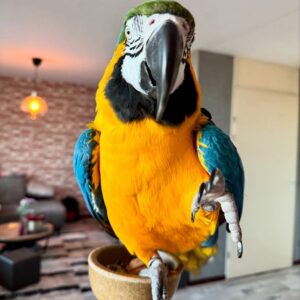 Blue and Gold Macaw Parrot