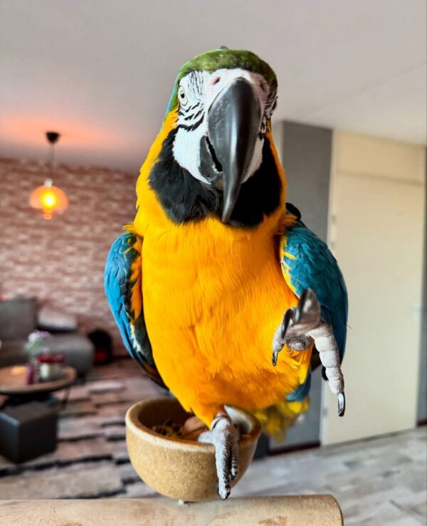 Blue and Gold Macaw Parrot