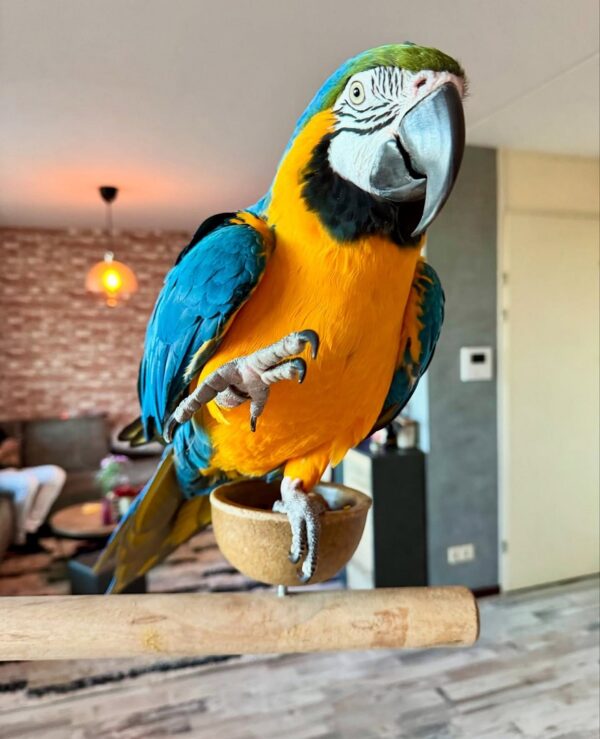 Blue and Gold Macaw Parrot