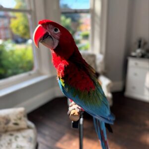 Green Wing Macaw