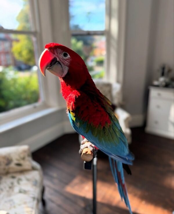 Green Wing Macaw