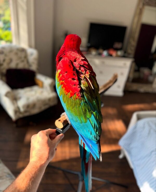 Green Wing Macaw