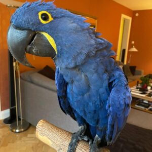 Hyacinth Macaw Parrots