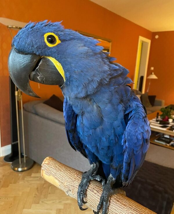 Hyacinth Macaw Parrots