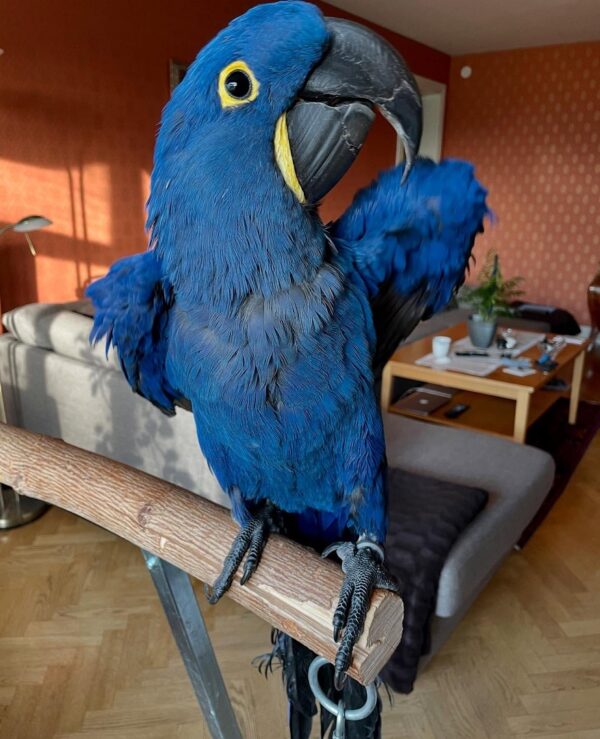 Hyacinth Macaw Parrots