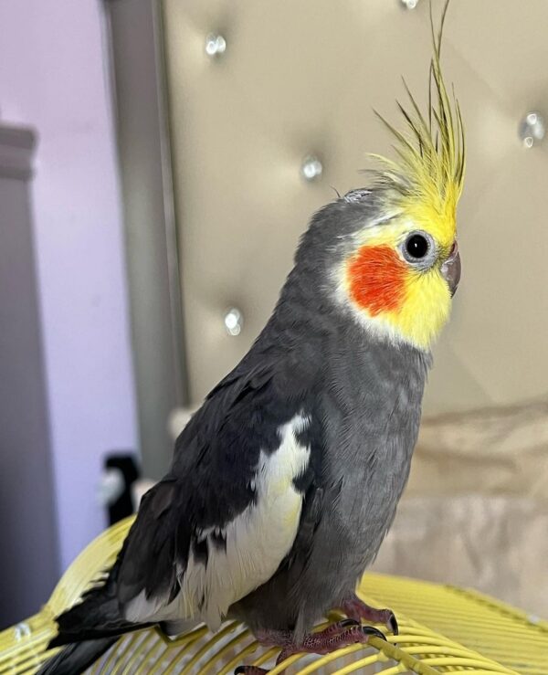 Cockatiel For Sale Near Me