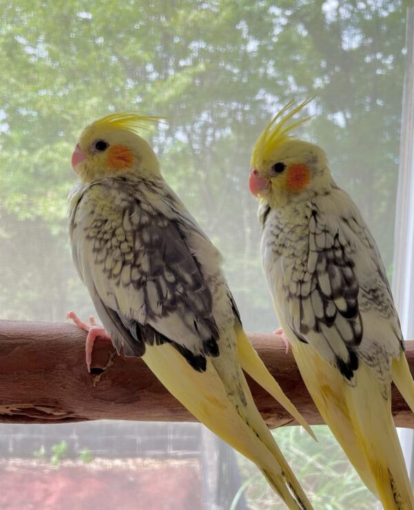 Cockatiel Parrot
