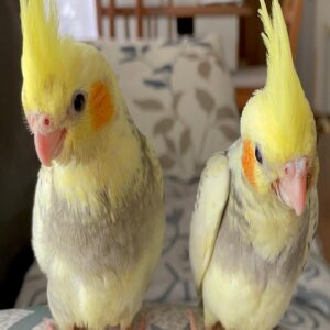 Cockatiel Parrot