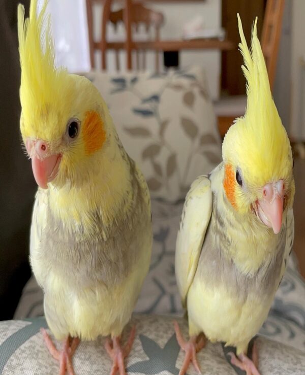 Cockatiel Parrot