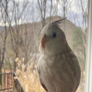 Cockatiel For Sale