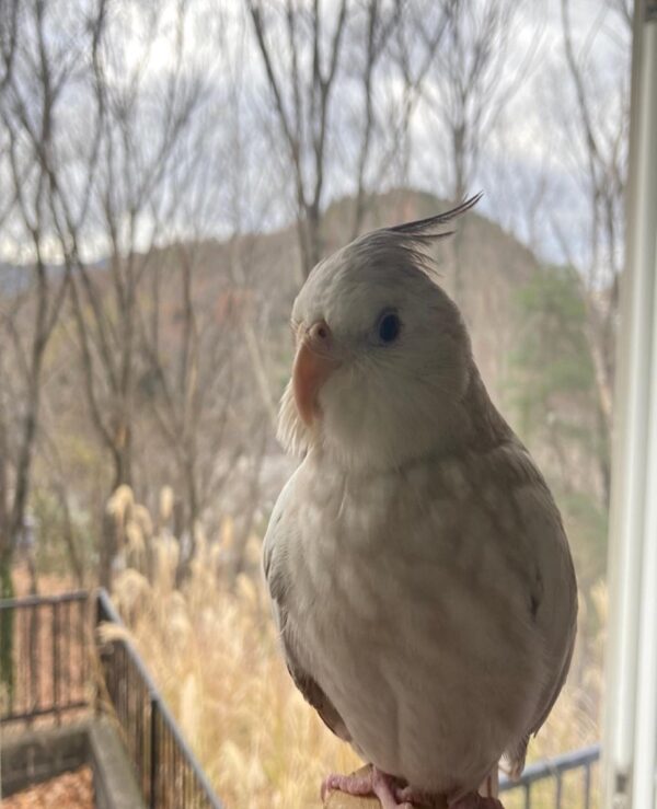 Cockatiel For Sale