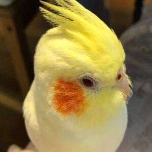 Cockatiel Birds