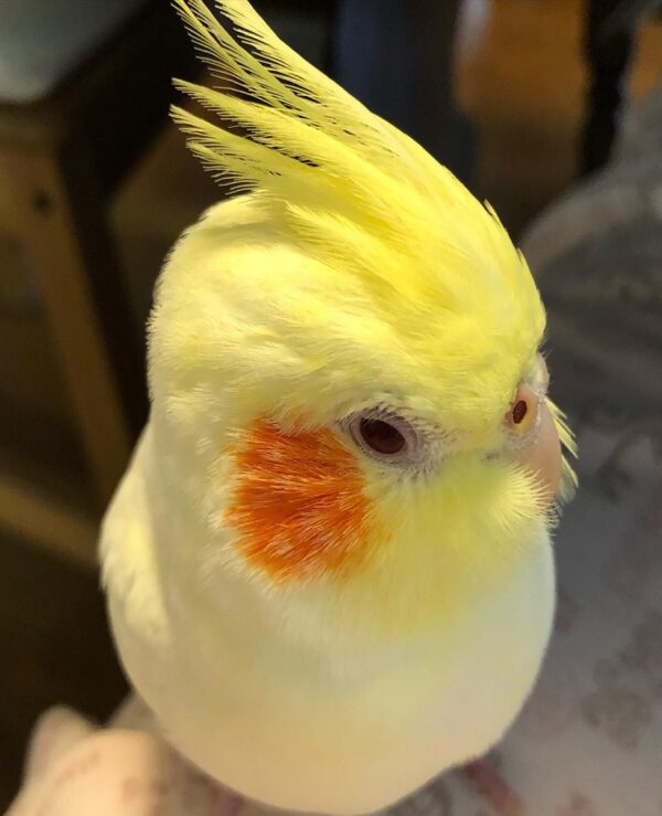 Cockatiel Birds