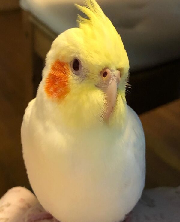 Cockatiel Birds