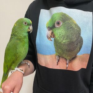 Amazon Parrot