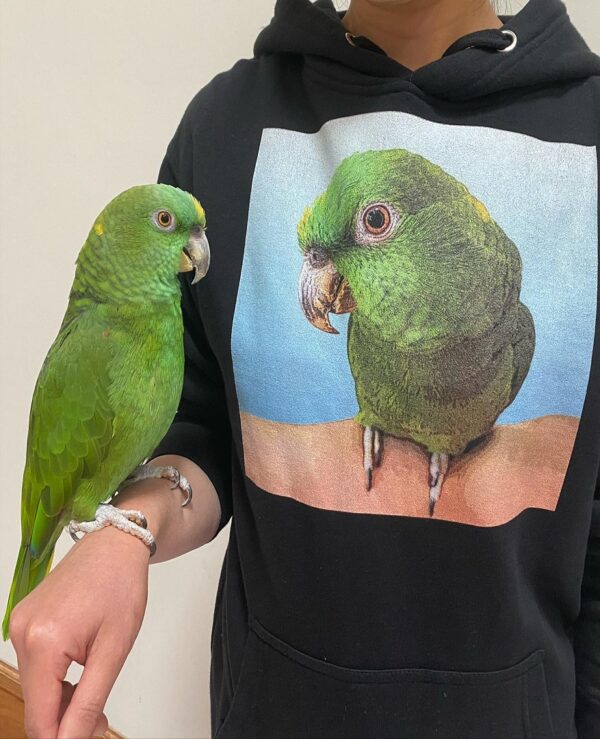 Amazon Parrot