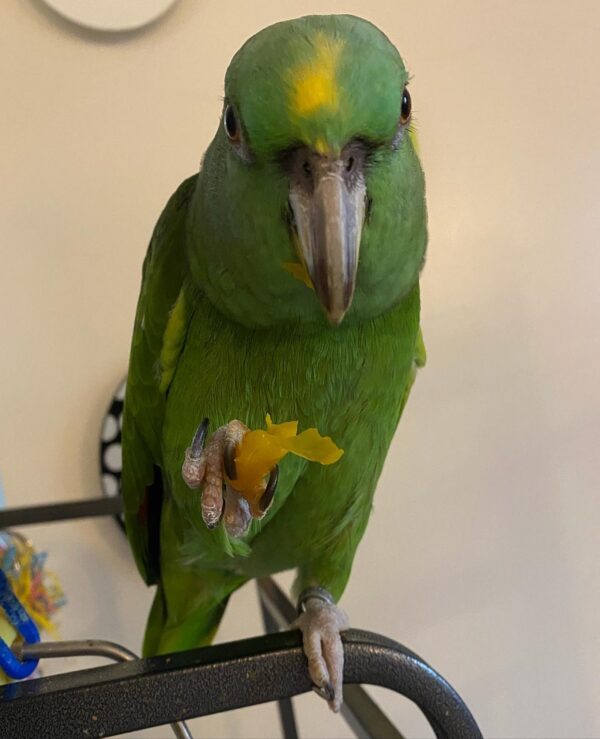 Amazon Parrot