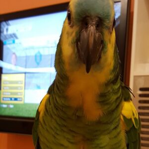 Double Yellow Head Amazon Parrot