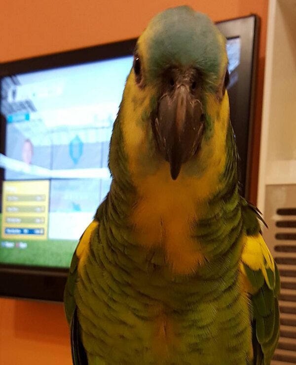 Double Yellow Head Amazon Parrot