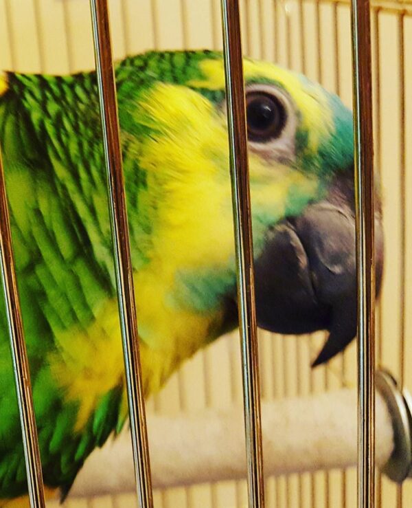Double Yellow Head Amazon Parrot