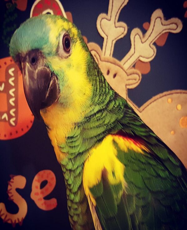 Crowned Amazon Parrot