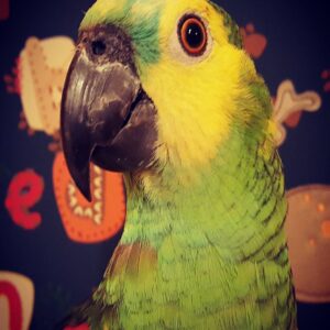 Crowned Amazon Parrot