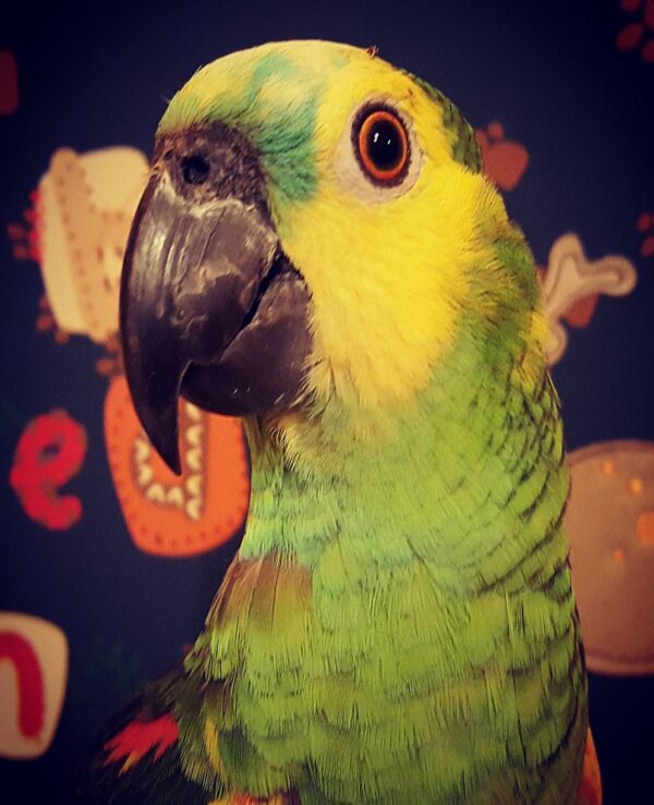 Crowned Amazon Parrot