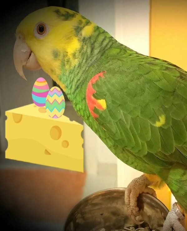 Yellow Headed Amazon