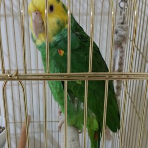 Yellow Headed Amazon