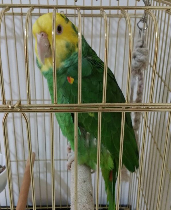 Yellow Headed Amazon