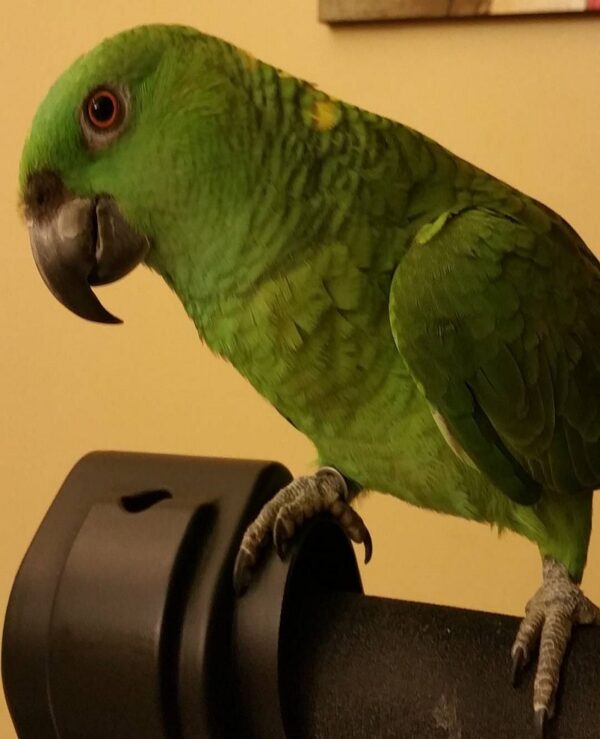 Blue Fronted Amazon Parrot