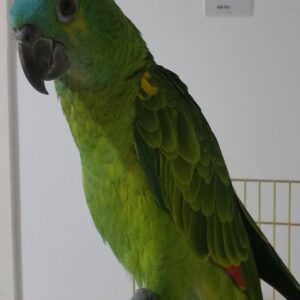 Blue Fronted Amazon Parrot