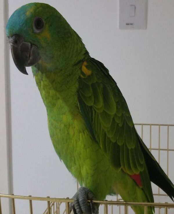 Blue Fronted Amazon Parrot