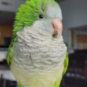 Conure Birds