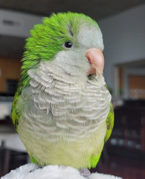 Conure Birds
