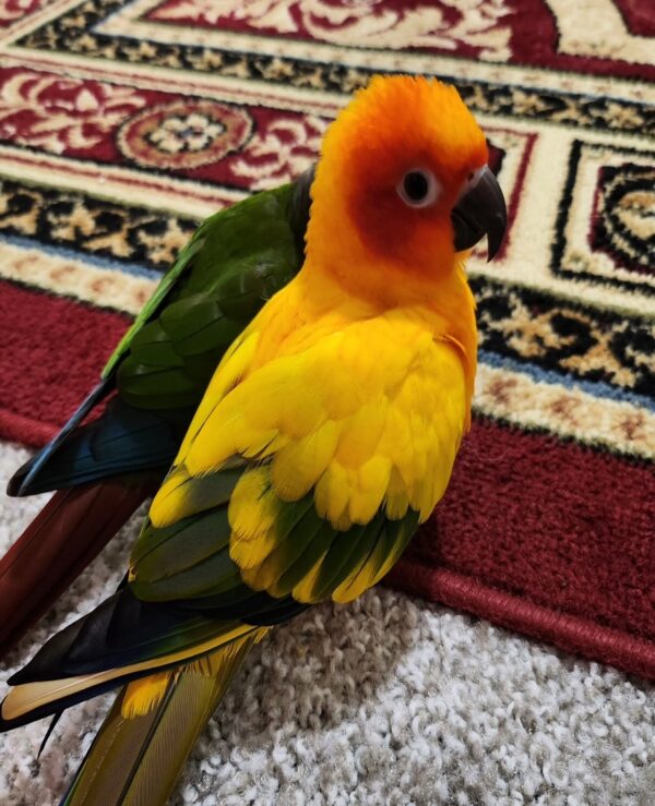Conure Parrots