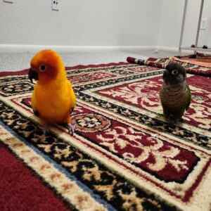 Conure Parrots
